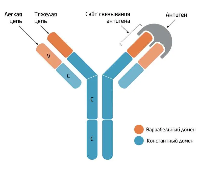 моноклональное антитело