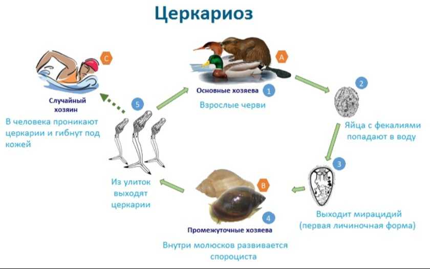 цикл церкариоза